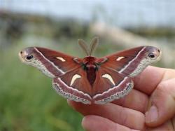 Cecropia moth on Johns Island